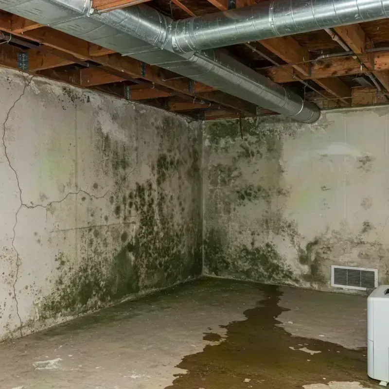 Professional Mold Removal in Albany, CA